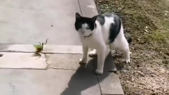 Really funny cats video, Fun with a cat