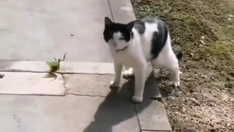 Really funny cats video, Fun with a cat