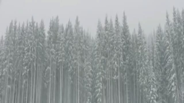 A winter storm with tall trees moving around