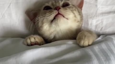 Funny Cat