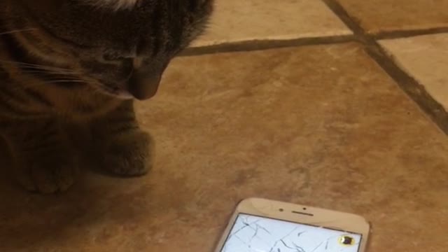 Gray cat trying to get bug on cellphone app