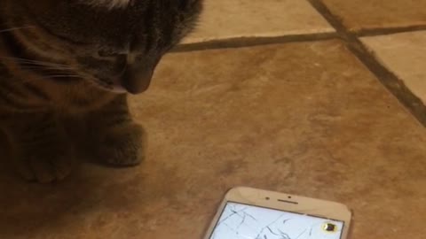 Gray cat trying to get bug on cellphone app