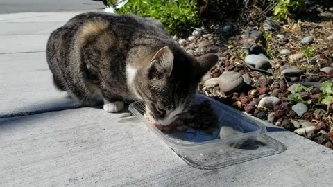 20240402 153522 Buddha Eating