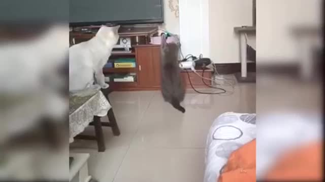 Cute and Funny Cat Videos