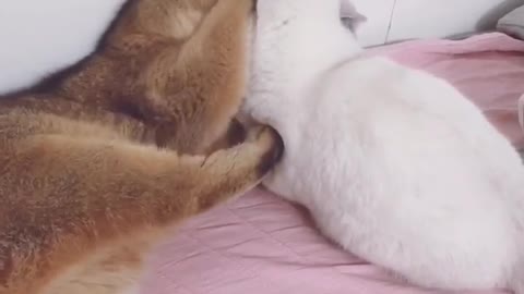Cat can be said to be a pet that most people like to keep now.