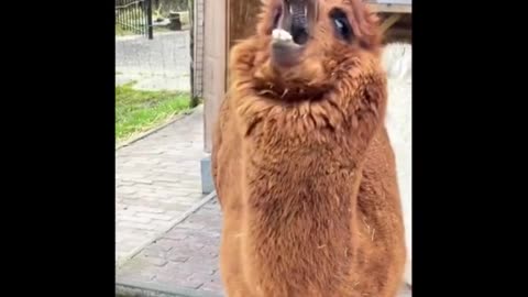 Funny Animal Clip