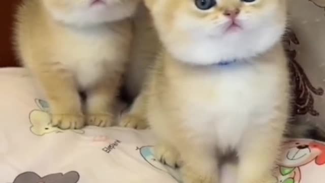 The kitten's four paws are as fast as knives