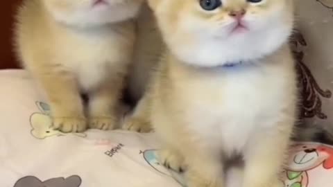 The kitten's four paws are as fast as knives