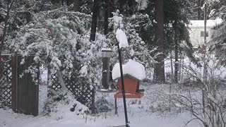 A few feeding birds after it had been snowing