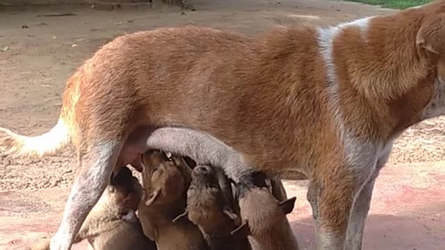 Milking puppies | funny pets | dog | cute dogs | funny pets video