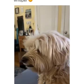 How to whisper bark!