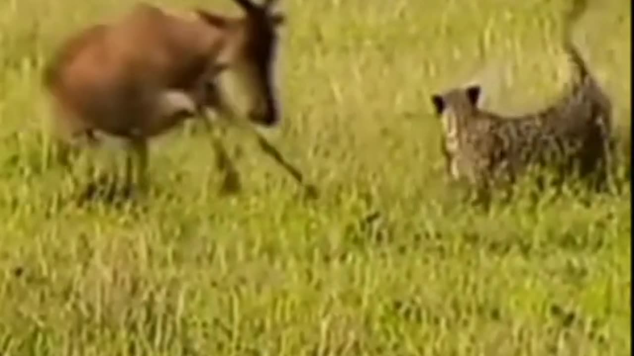 Gazelle Fight with Leopard #short #shorts #viral #youtube #shortsfeed #youtubeshorts #animals