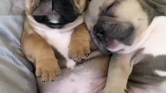 Three cuddly dogs sleeping on the sofa