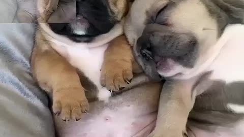 Three cuddly dogs sleeping on the sofa