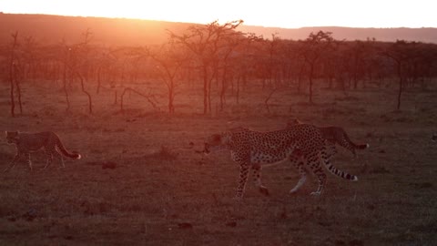 Cheetah, Kenya Wildlife at Sunset