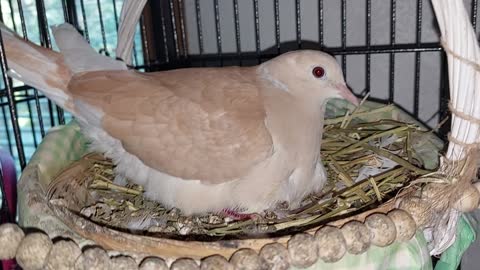 Ringneck Dove just one, now two baby day 01