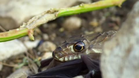 Wildlife with a natural perspective & Funs