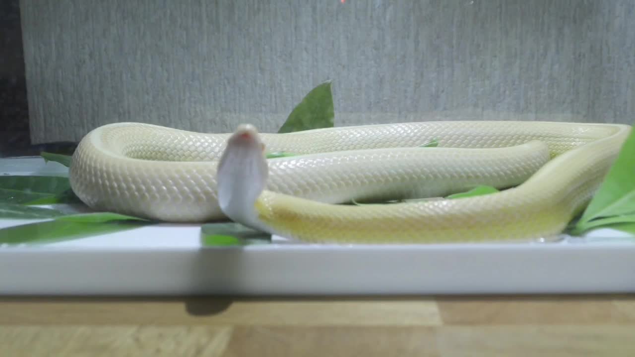 Close-Up Shot of a Snake Enjoy This video