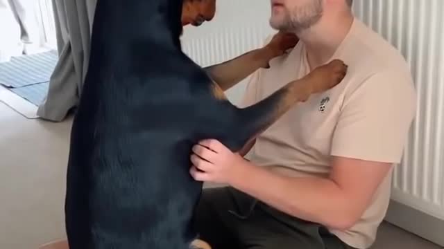 I Don't Think My Rotweiler Realises She is a Dog