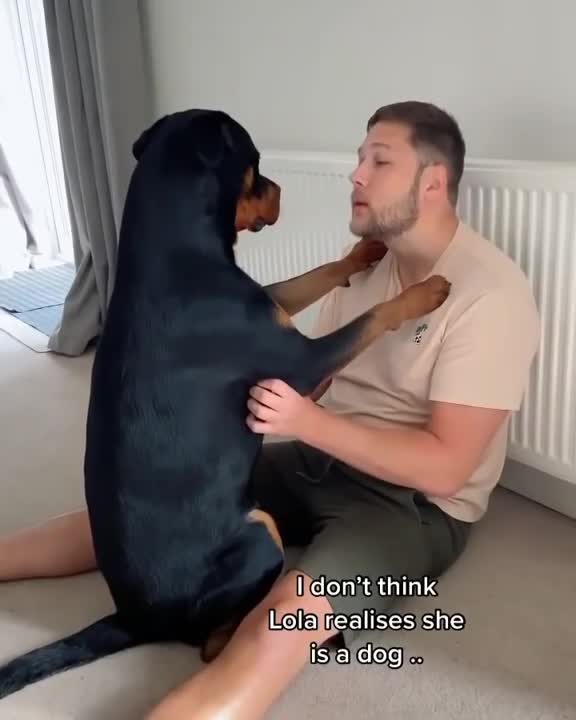 I Don't Think My Rotweiler Realises She is a Dog