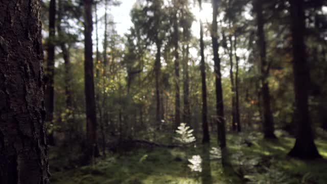 Trees - For your video Editing (3)