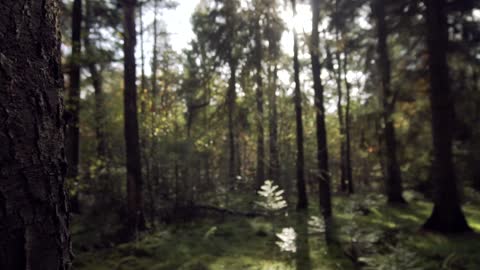 Trees - For your video Editing (3)