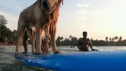 The dog can surf the surfin board