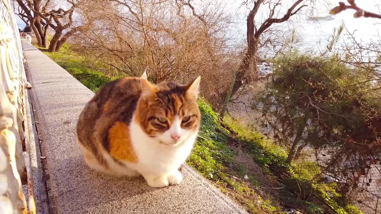 Street Cats At Moda Istanbul – These cats are really something else