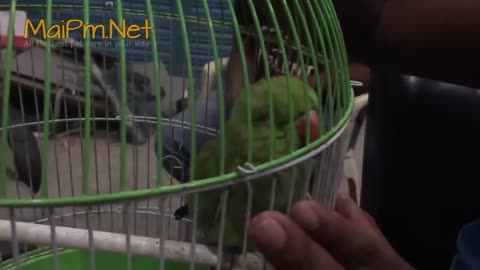 FUNNY PARROTTS