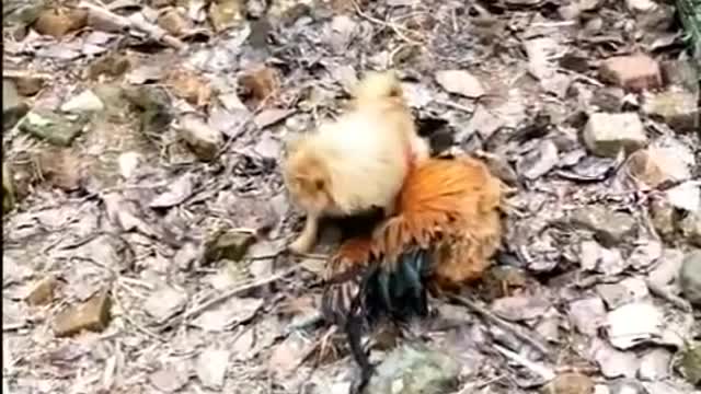 Funny Dog vs Chicken