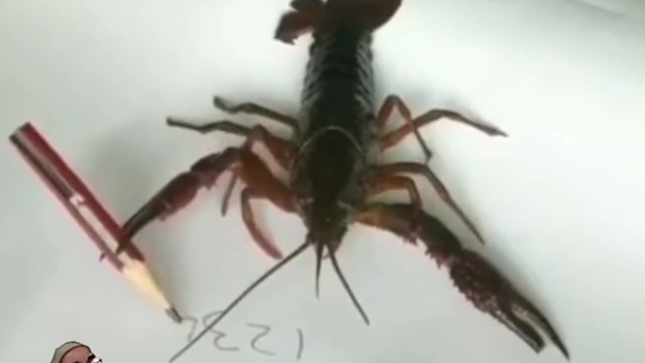 When a prawn is a teacher