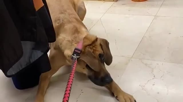 Dog in Clothing Store Gets Scared and Refuses to Walk on Seeing Mannequin With Cat Mask