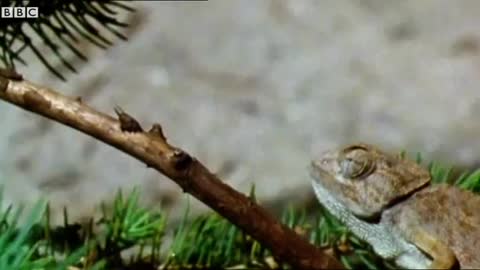 Chameleon PUNCHES Fly With Its Tongue | Walk On The Wild Side | Funny Talking Animals | BBC Earth