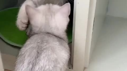 Two cats interact in the cabinet