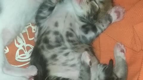 My newborn kittens ❤️