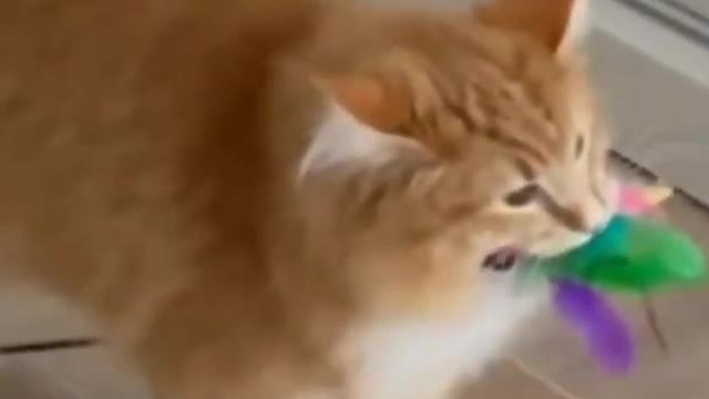 CUTE CAT CARRYING HER TOY FEATHER