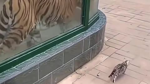 tigers seeing a kitten for the first time