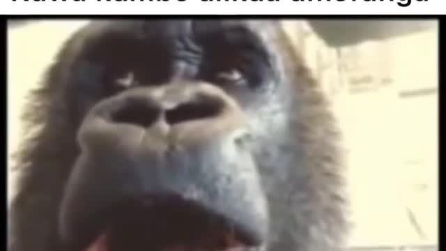 Mankey (lol)😂🤣🤣😋
