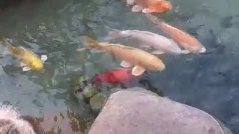 colorful fish