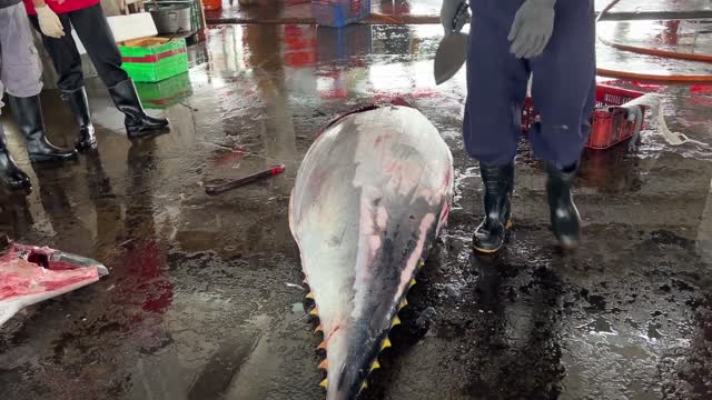 Super huge bluefin tuna cutting skills(6)