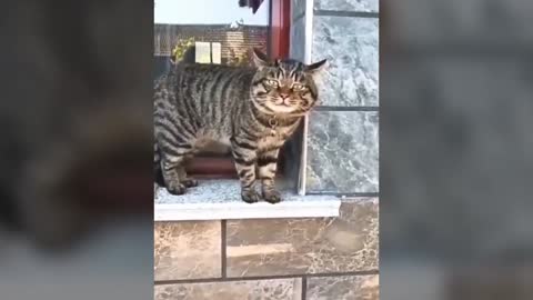 funny talking cats video compilation