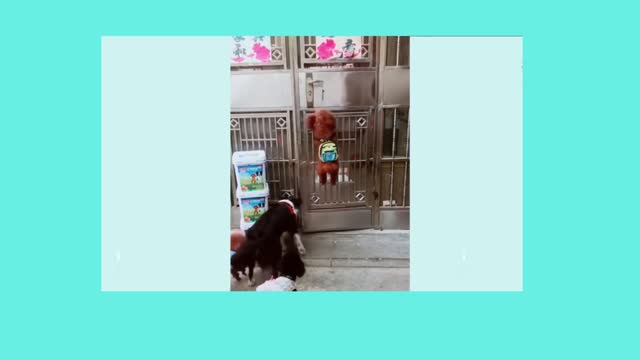 Funny dog videos | Hilarious pets | Funny pet videos compilation