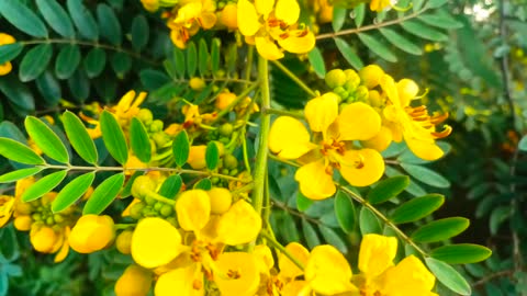 Outdoor Yellow-Flower