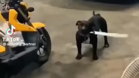 Funny animal video 🤣🤣🤣