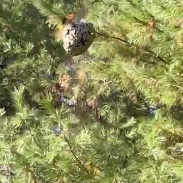 Unbelievable!! Paintballing Massive HORNETS Nest!