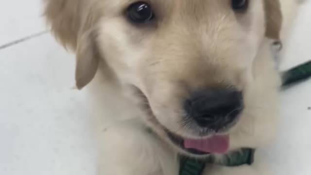 cute baby retriever