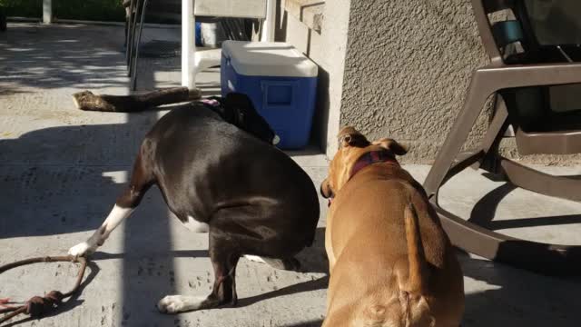 Doggos gone wild