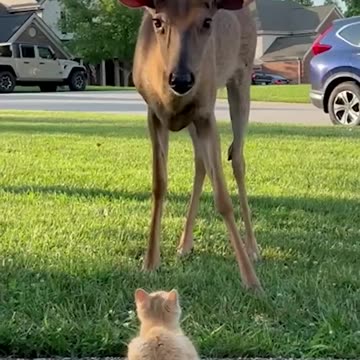 Tiny Kitten Befriends Deer
