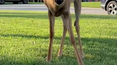 Tiny Kitten Befriends Deer