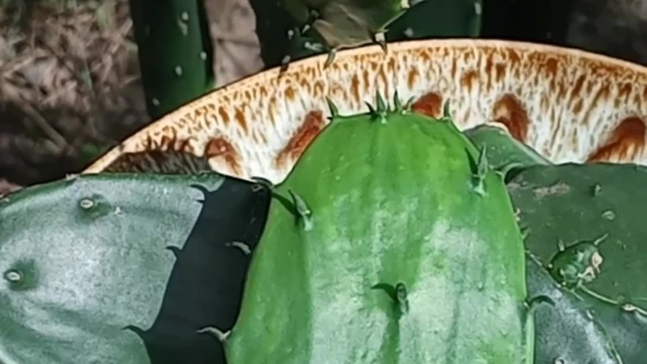 Video Short - Edible Cacti